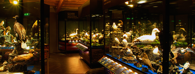 Many different species are exhibited at Sigurgeir's Bird Museum at Mývatn