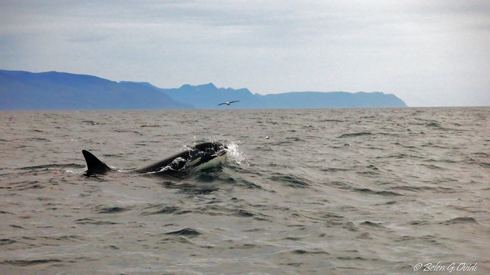 Orca in Skjálfandi Bay © Belen Garcia Ovide, Gentle Giants