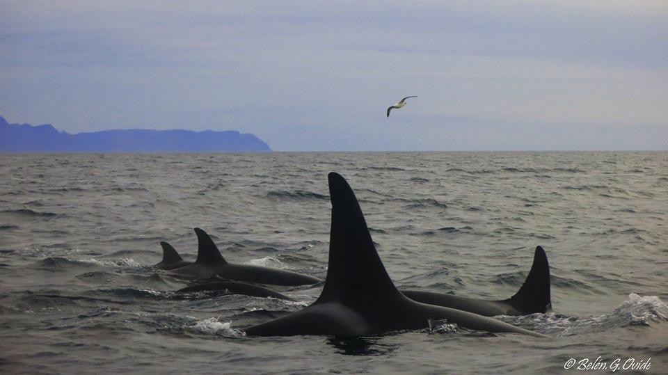 Dorsal fins of Orcas in Skjálfandi Bay © Belen Garcia Ovide, Gentle Giants