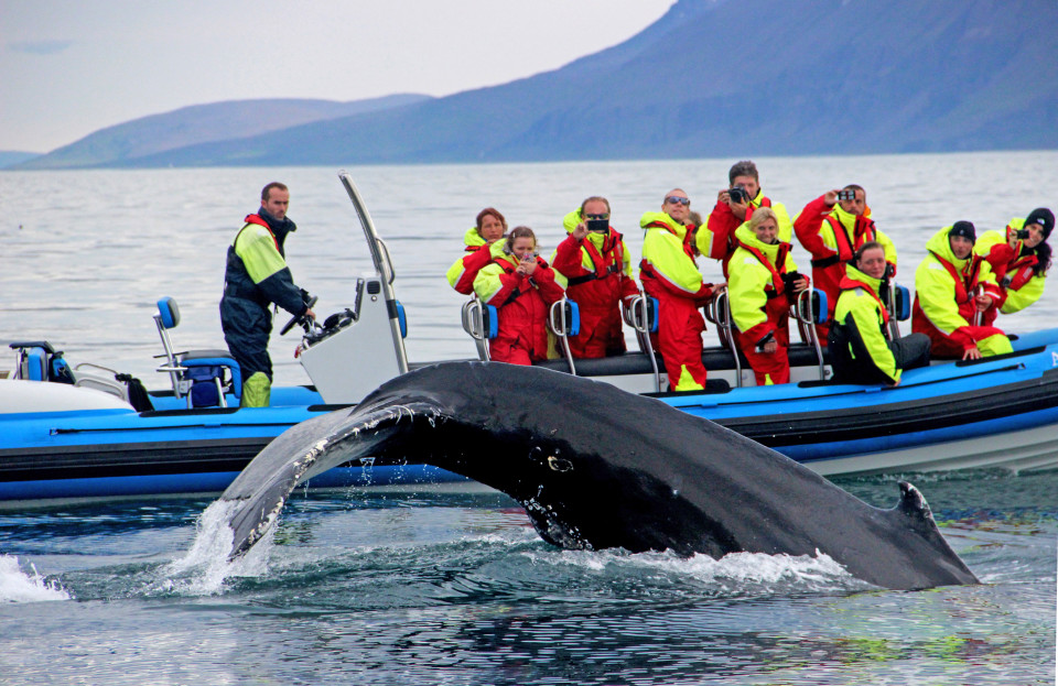 A humpback whale breaches in front of a RIB boat © Gentle Giants