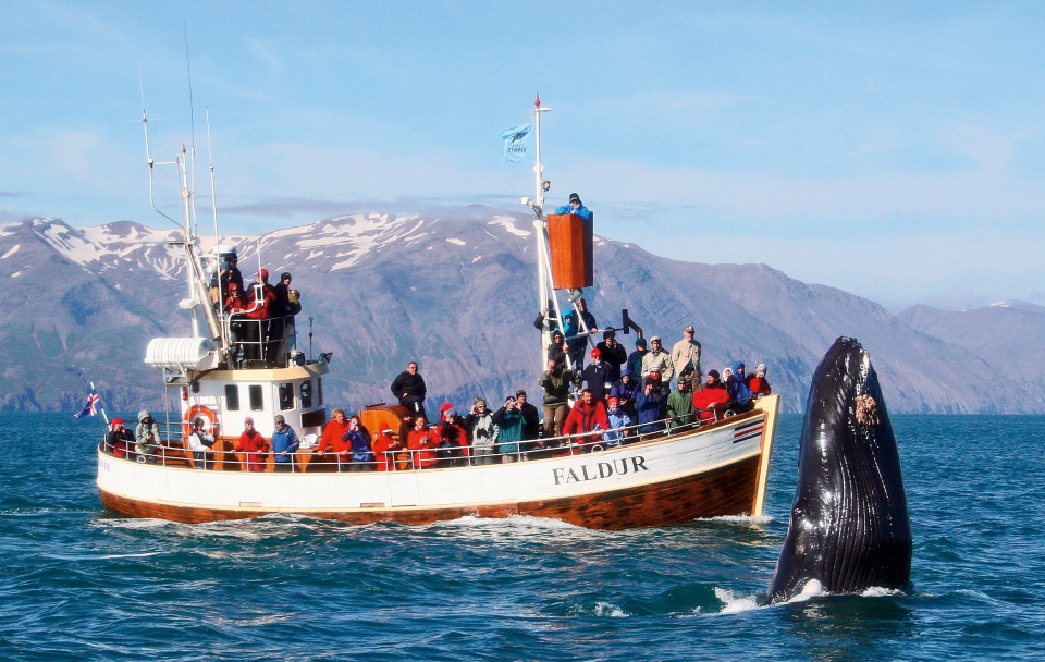A blue whale sets out for a jump in front of an oak whale watching boat © Gentle Giants