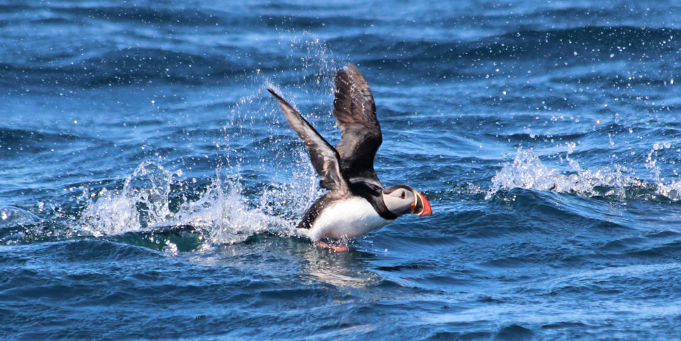 Slider lundey Lundey literally translates as Puffin Island © Gentle Giants