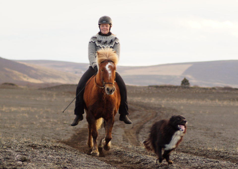 Tölt is a gait where the back of the horse remains almost motionless making it a very pleasant ride © Lava Horses