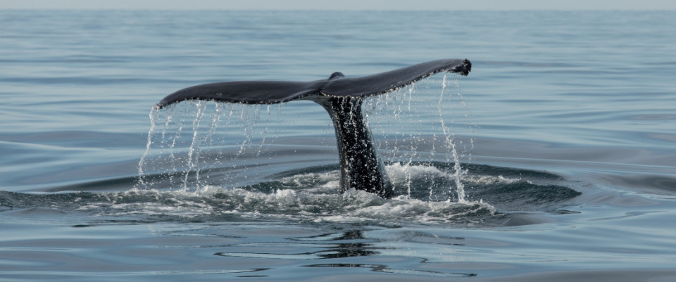 Slider Fluke of a Humpback whale in Skjálfandi Bay © Gaukur Hjartarson