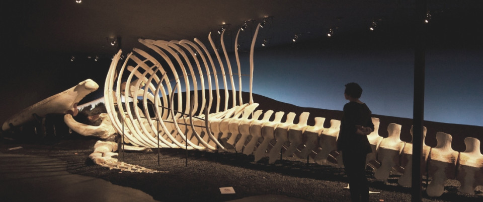Slider A life-size Blue whale skeleton © Hvalasafn