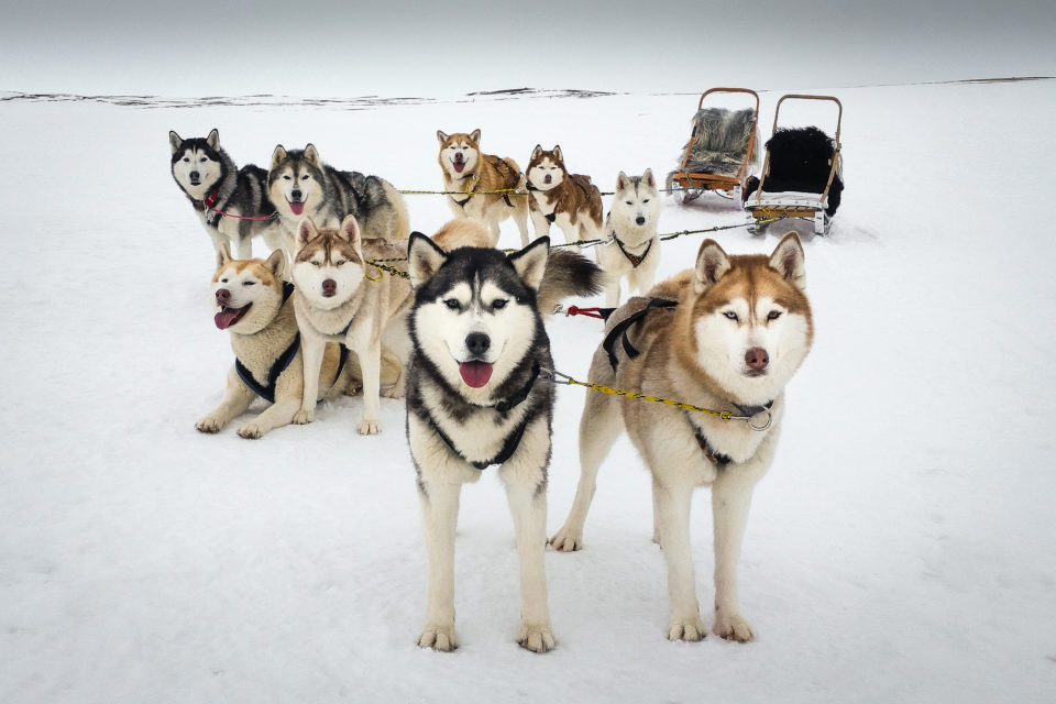 Sledge Dogs in Mývatn © Anton Birgisson, Saga Travel