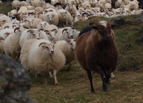 Leader Sheep leading a flock of sheep © Forystusetur