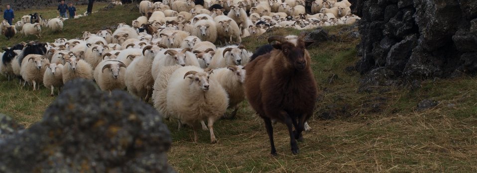 Leader Sheep leading a flock of sheep © Forystusetur