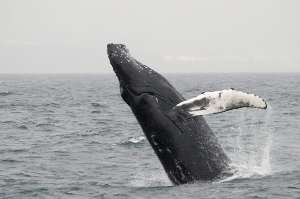 A breaching whale © Salka