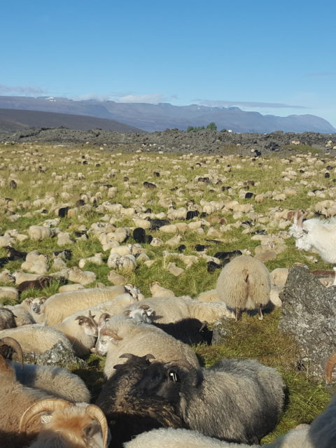 At some round-up several thousand sheep are gathered © Húsavíkurstofa