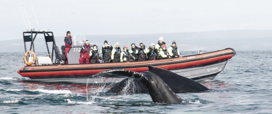 Slider ActvitiesRIB boat with humpback whales © Húsavík Adventures