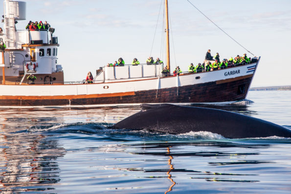 Humpback whale in front of Garðar © North Sailing