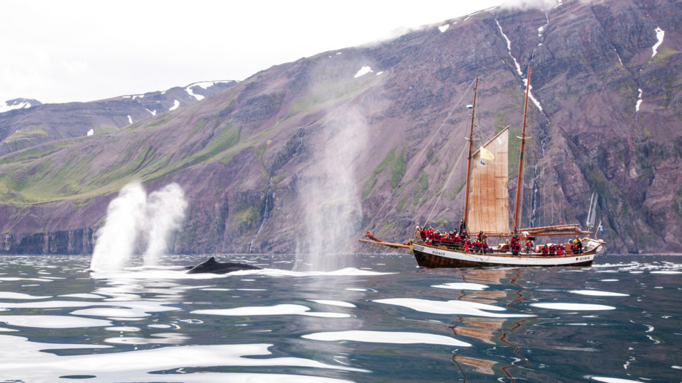 Humpback blows in front of schooner Haukur © North Sailing