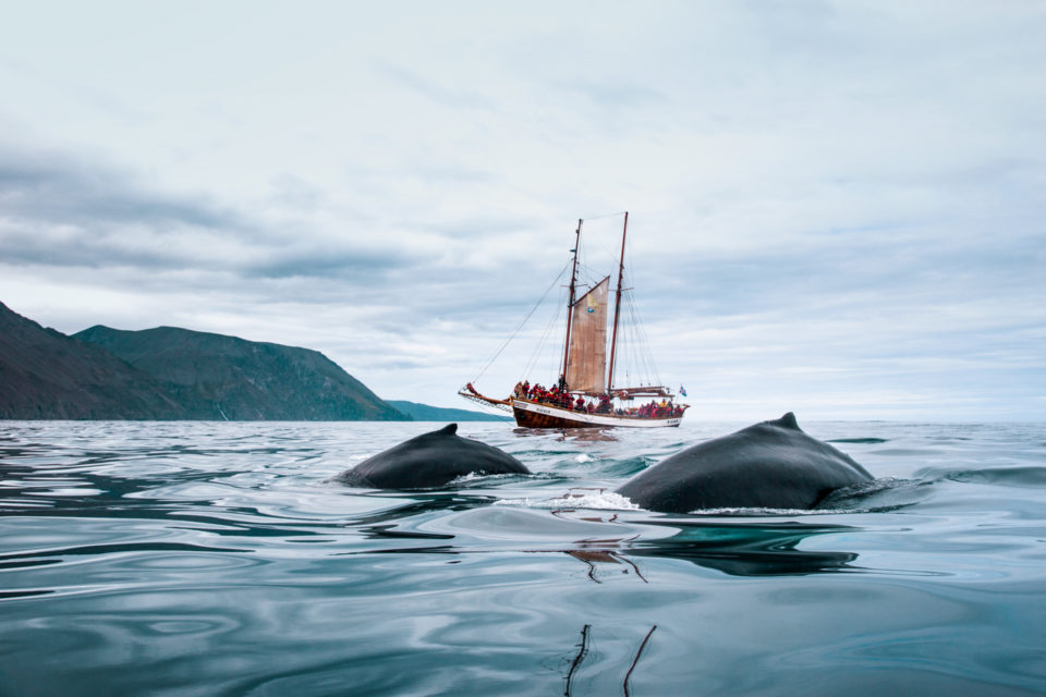 Schooner Haukur and two Humpback Whales © North Sailing