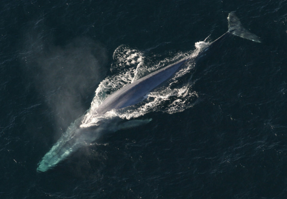 Blue Whale @ Wikipedia, NOAA Photo library anim 1754