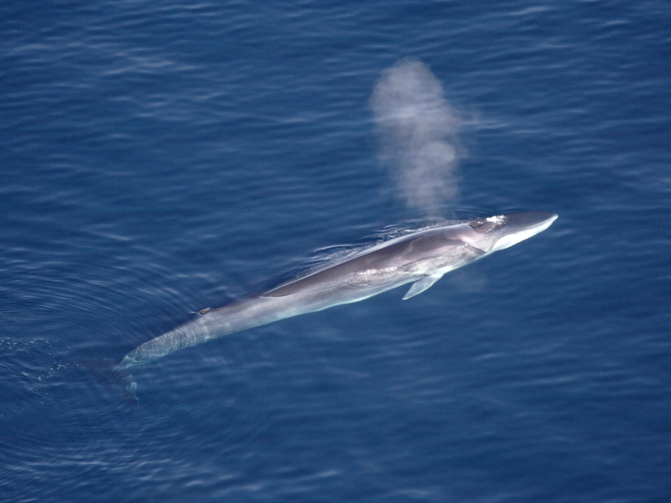 Fin Whale @ Wikipedia, Aqqa Rosing Asvid
