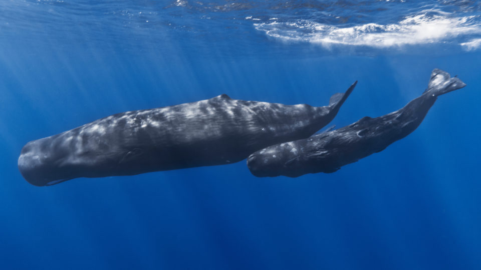 Sperm Whale @ Wikipedia, Gabriel Barathieu