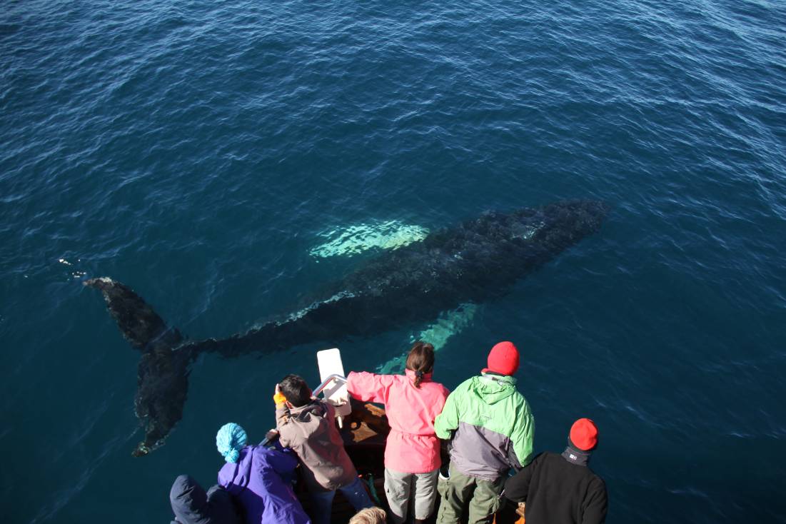Slider whale watching Whale watching trips in Skjálfandi Bay allow a close encounter with cetaceans © Gentle Giants