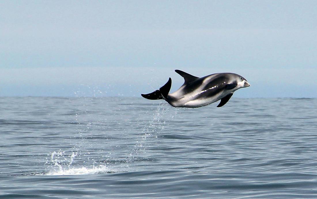 slider whale watching White beaked dolphins are common guests at Skjálfandi Bay © Sarah Arndt, Gentle Giants
