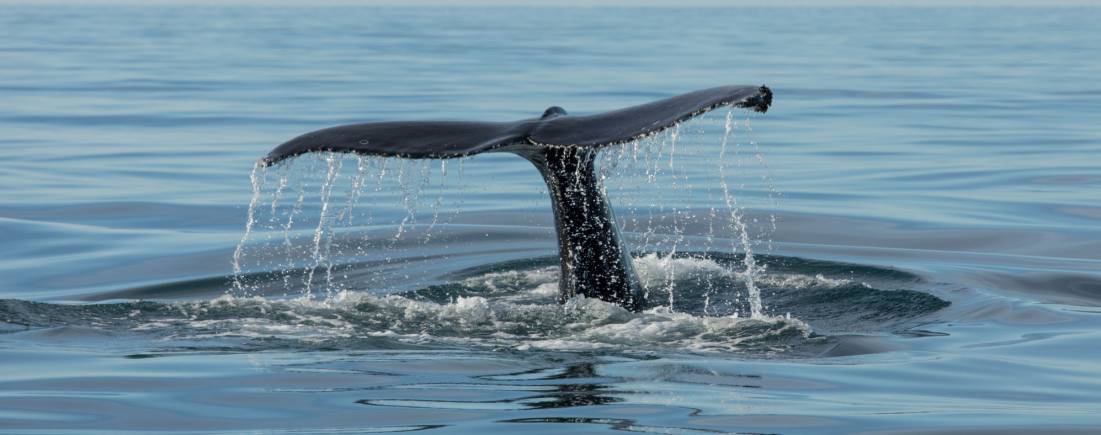 Fluke of a humpback whale in Skjálfandi Bay © Gaukur Hjartarson