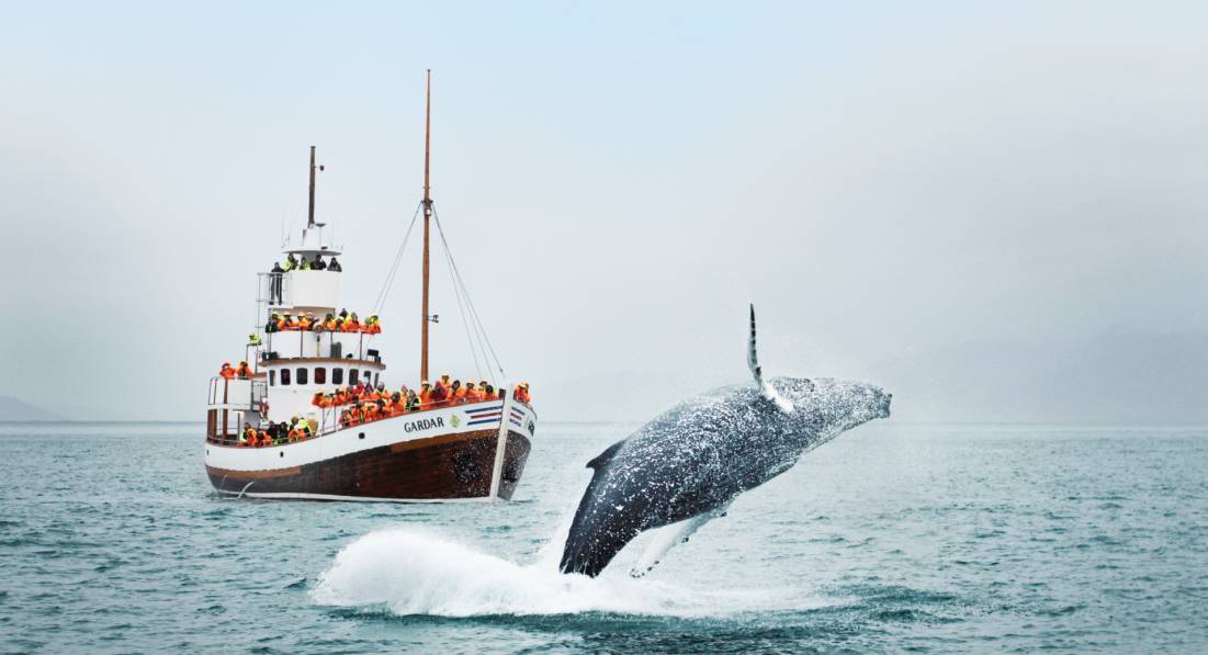 A humpback breaching in front of Garðar ©Letta Shtohryn, North Sailing
